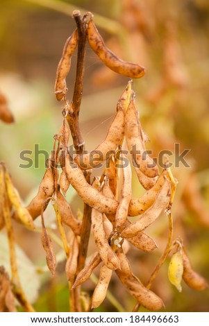 Soy beans closeup almost ready to harvest, Salunkwadi, Beed, Maharashtra, India, South east Asia