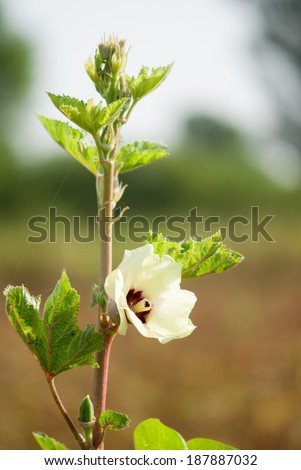 Okra, lady's finger plant with flower, Maharashtra, India, south East Asia