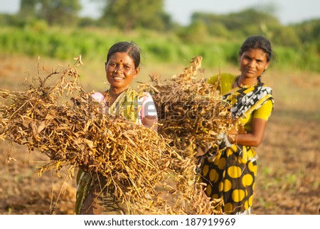 MAHARASHTRA, INDIA - September 28, 2013: farmer cutting soya bean crop rural village at Salunkwadi, Beed in Maharashtra, India.