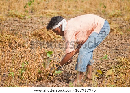 MAHARASHTRA, INDIA - September 29, 2013: farmer cutting soya bean crop rural village at Salunkwadi, Beed in Maharashtra, India.