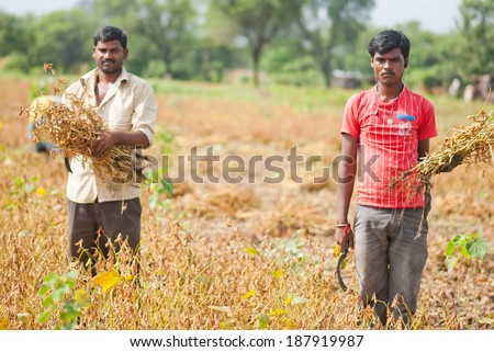 MAHARASHTRA, INDIA - September 29, 2013: farmer cutting soya bean crop rural village at Salunkwadi, Beed in Maharashtra, India.