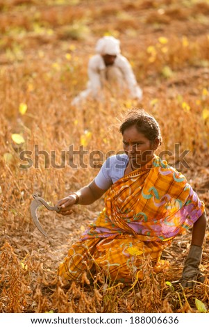 Farmer's family working in the farm rural village Salunkwadi, Beed, Maharashtra, India