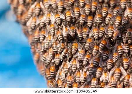 Beehive closeup, Maharashtra, India, south East asia