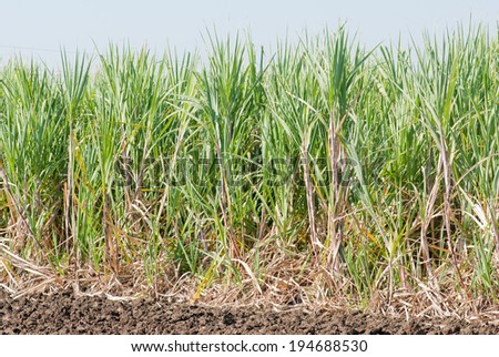 Sugarcane field in blue sky in Maharashtra, India, South east Asia