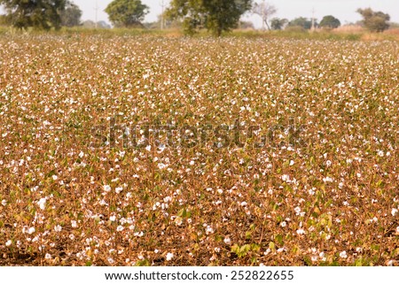 Cotton field white with ripe cotton ready for harvesting Maharashtra India