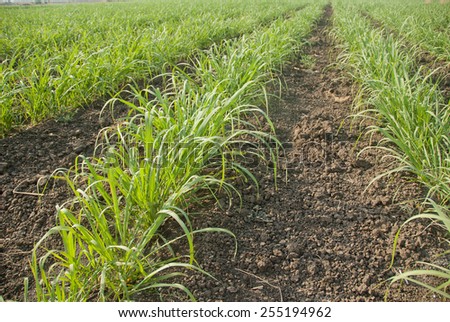 Baby sugar cane farm land Salunkwadi Maharashtra India