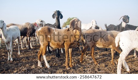 Sheep and goats in rural Salunkwadi Ambajogai Beed Maharashtra India