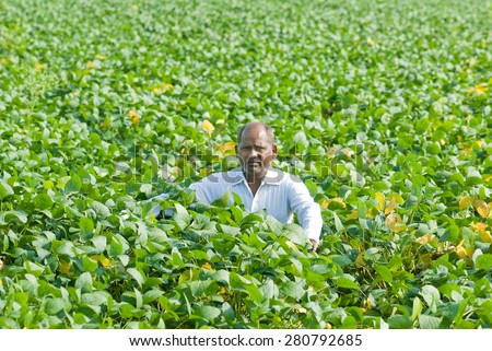 Farmer in Soybean farm Salunkwadi Ambajogai Beed Maharashtra India