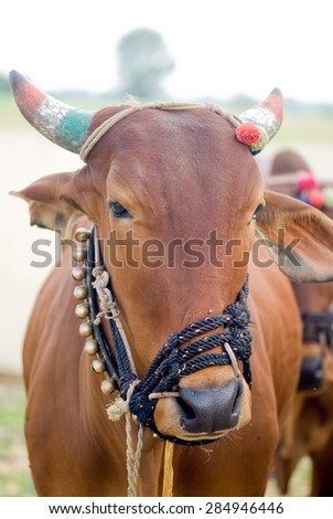 Cattle adult male close-up, rural village, Salunkwadi, Ambajogai, Beed, Maharashtra, India.