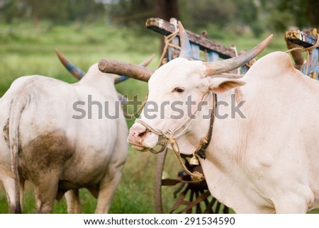 White bull with cart, rural; Maharashtra; India, South East Asia.