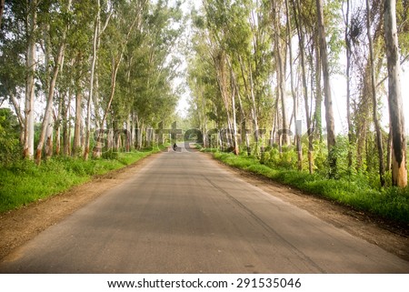Road With Tall Eucalyptus trees, Ralegan Siddhi, Ahmednagar, Maharashtra, India, South East Asia.