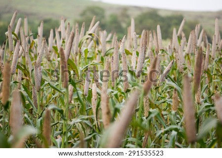 Pearl millet (Bajra) crop, Maharashtra, India, South East Asia.
