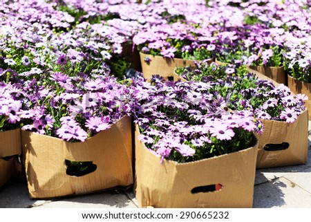 Magenta flowers in cardboard boxes