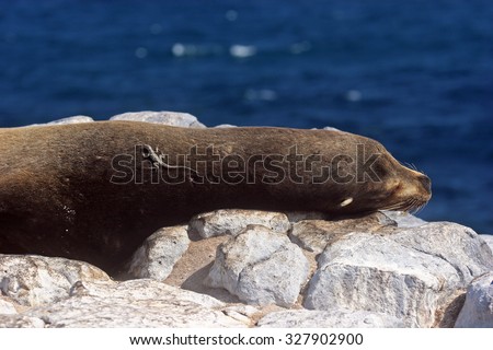 sea lion and lizard rest at galapagos