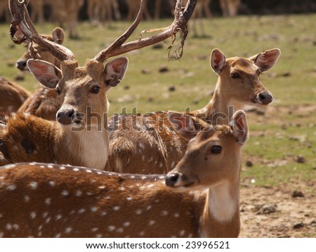 Male dotted deer sheds horns skin