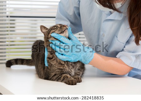 The image with a cat in a veterinary clinic