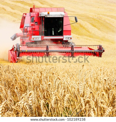 Combine harvesting wheat.