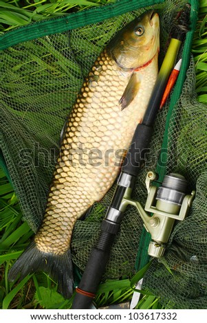 The White Amur or Grass Carp (Ctenopharyngodon idella) grow large and are strong fighters on a rod and reel, but because of their vegetarian habits and their wariness, they can be difficult to catch.