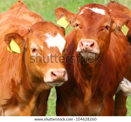 Cute calves cow on a rural meadows.
