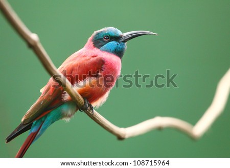 A Northern Carmine Bee-Eater (Merops nubicus). This african bird eating is made up primarily of bees and other flying insects, such as grasshoppers and locusts.
