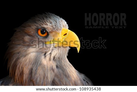 The evil eye. Awesome eagle from fantasy. Picture with space for your text.
