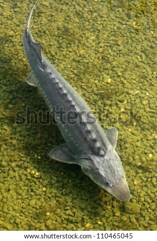 The Sturgeon. Big fish in the Danube river. This fish is a source for caviar and tasty flesh.