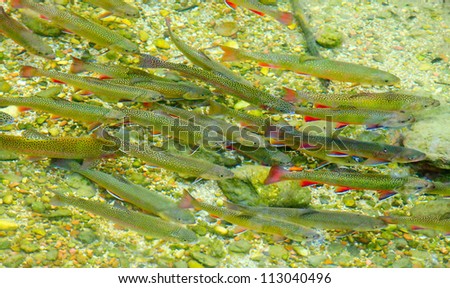 Shoal of The Arctic char or Arctic charr (Salvelinus alpinus) in Mountain river Konigsseer Ache in Berchtesgaden national park, Bavaria, Germany.
