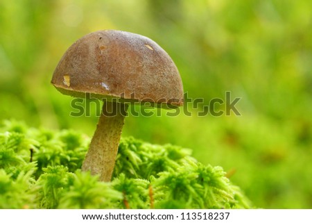 The birch bolete (Leccinum scabrum) - edible mushroom. It is used also in mixed mushroom dishes, fried or steamed. Close up with shallow DOF.