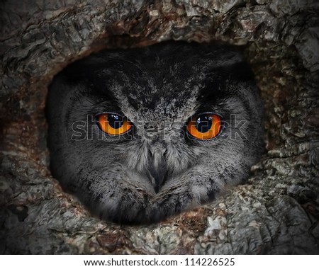 The evil eyes. The Eagle Owl (Bubo bubo) in a hollow tree.