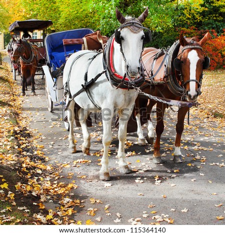 Marianske Lazne Spa, the carriage horses in the park. Traditional town transportation. Czech Republic, Europe.