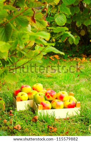 Red and yellow apples in the wooden box. Autumn at the Bio garden.