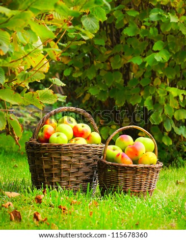 Red and yellow apples in the basket. Autumn at the Bio garden.