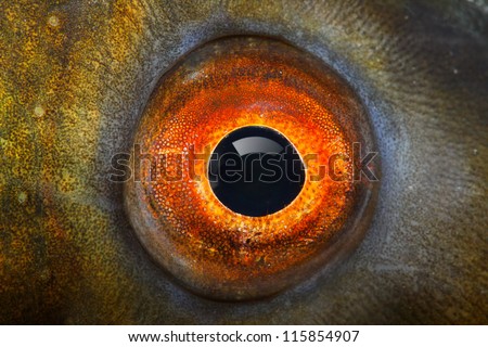 Fish Eye (The Tench - Tinca Tinca) Close Up.