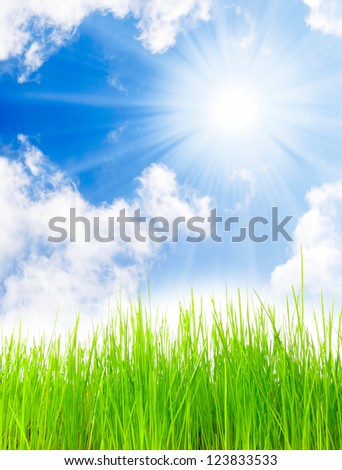 Fresh spring grass against sunny sky. Natural background on a seasonal theme.