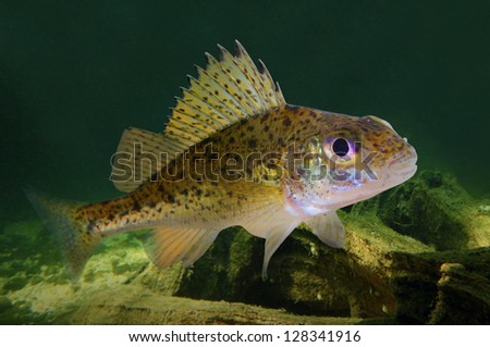 Underwater photo of The Eurasian Ruffe (Gymnocephalus cernuus) predatory fish.