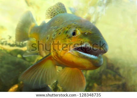 Underwater photo of The Brown Trout (Salmo Trutta) in a mountain river. Close up with shallow DOF.