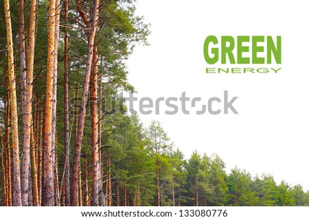 The Pine (Pinus sylvestris) forest with white background. Renewable energy concept. Picture with place for your text.