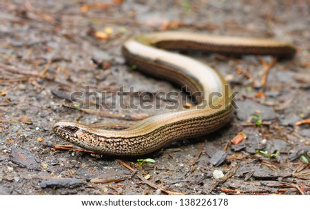 The Slow Worm or Blind Worm (Anguis fragilis).  These lizards are often mistaken for snakes. In gardens help remove pest insects. Close up with shallow DOF.