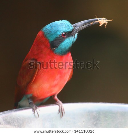 A Northern Carmine Bee-Eater (Merops nubicus). This african bird eating is made up primarily of bees and other flying insects, such as grasshoppers and locusts.
