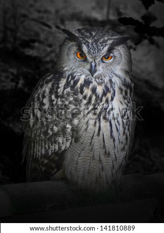 The evil eyes in the night. ( Eagle Owl, Bubo bubo). Halloween theme.