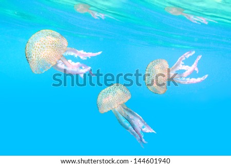 Dangerous Jellyfish Known As The Mauve Stinger (Pelagia Noctiluca) Floating In Mediterranean Sea.