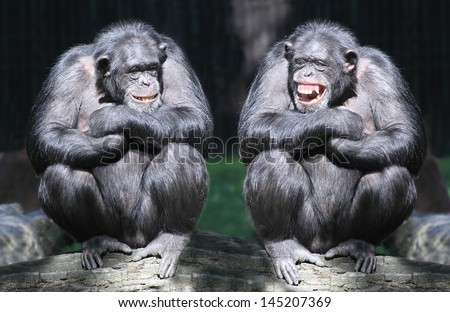 Two chimpanzees have a fun.