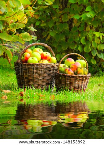 Fresh ripe apples in the basket. Picture on theme autumn at the bio garden.
