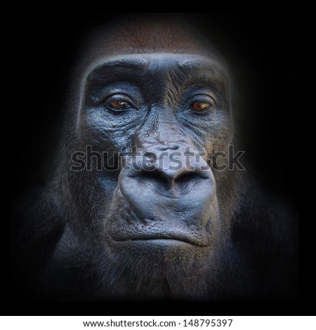 The Evil Eyes In The Night. The Gorilla Portrait.