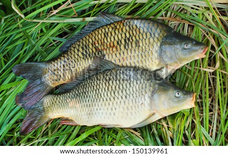 Fishing catch. The Common Carp ( Cyprinus Carpio ). In Central Europe ( Poland and Czech Republic ), fish is a traditional part of a Christmas Eve dinner.