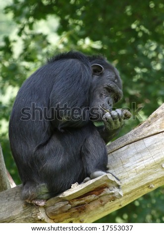 Meditating chimpanzee in ZOO Pilsen - Czech Republic Europe
