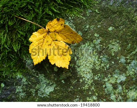 Sycamore leaf - background