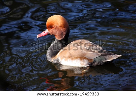 Red duck on The Black Lake in National park Sumava Czech Republic Europe