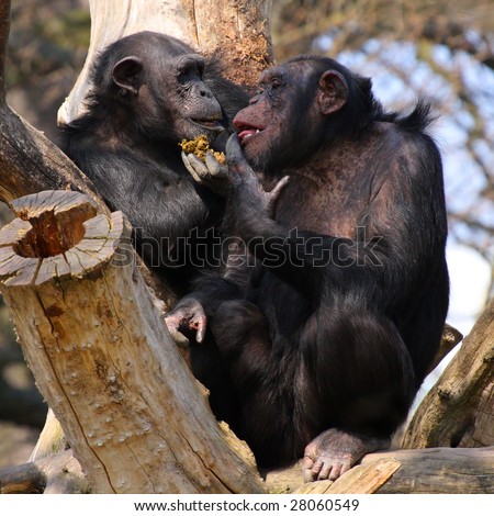 Two adult chimpanzees diner and talking in Zoo Pilsen - Czech Republic - Europe