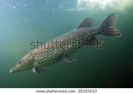 Underwater Photo Big Pike (Esox Lucius) in Bolevak Pond - famous anglig and diving place - Pilsen City Czech Republic Europe